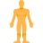 human body