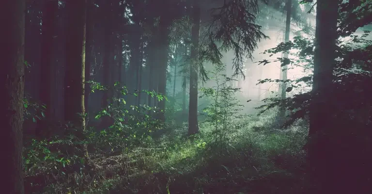 лес